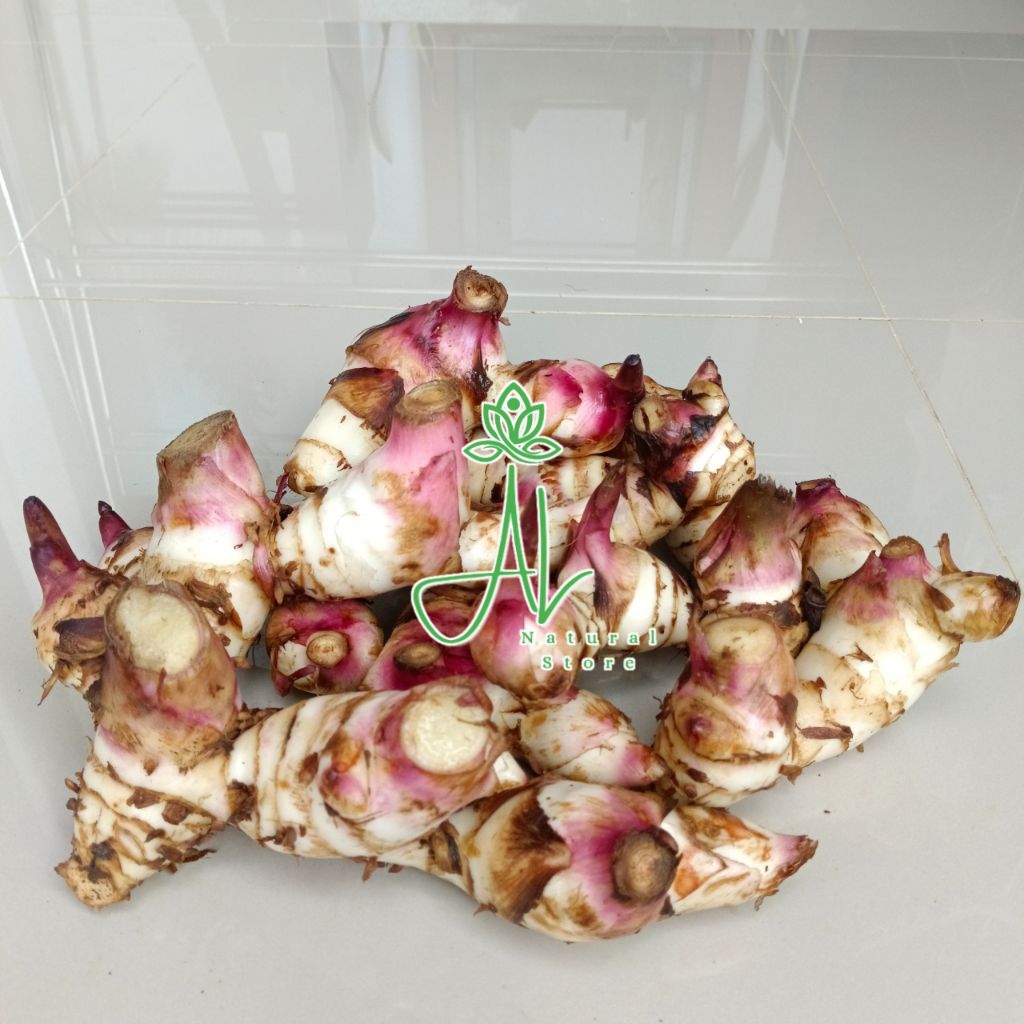 

Umbi Ganyong Merah Fres Segar 1kg Organik