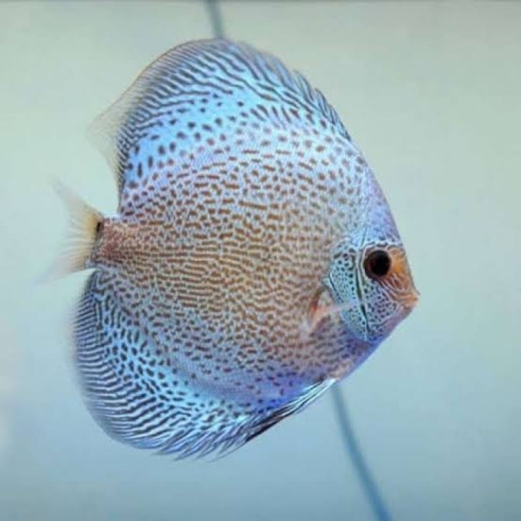ikan discus blue scorpion 2" up grade AAA