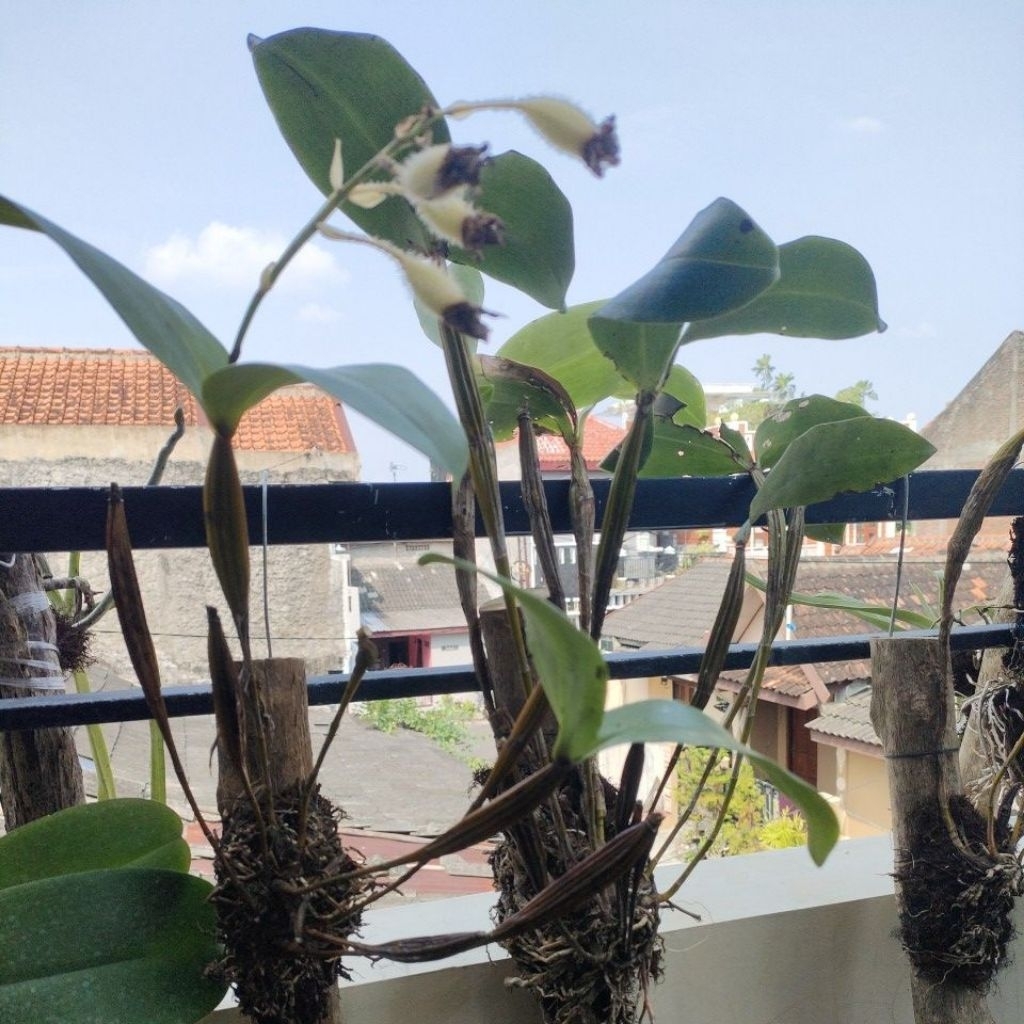 Anggrek Dendrobium macrophyllum