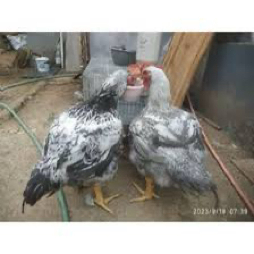 

TELUR FERTIL AYAM BANGBROI UNTUK DITETASKAN