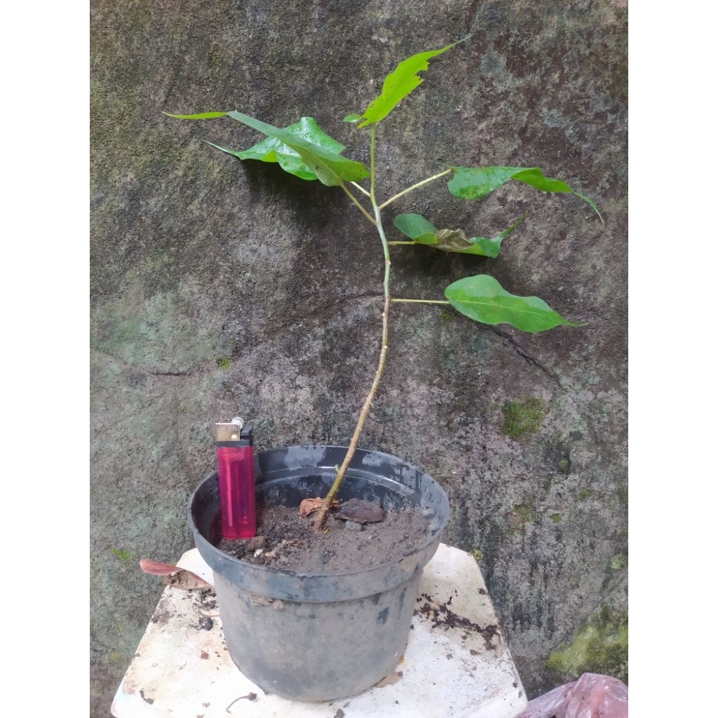 Bahan Bonsai Beringin Budha (Ficus Bodhi) Nepal dari Biji