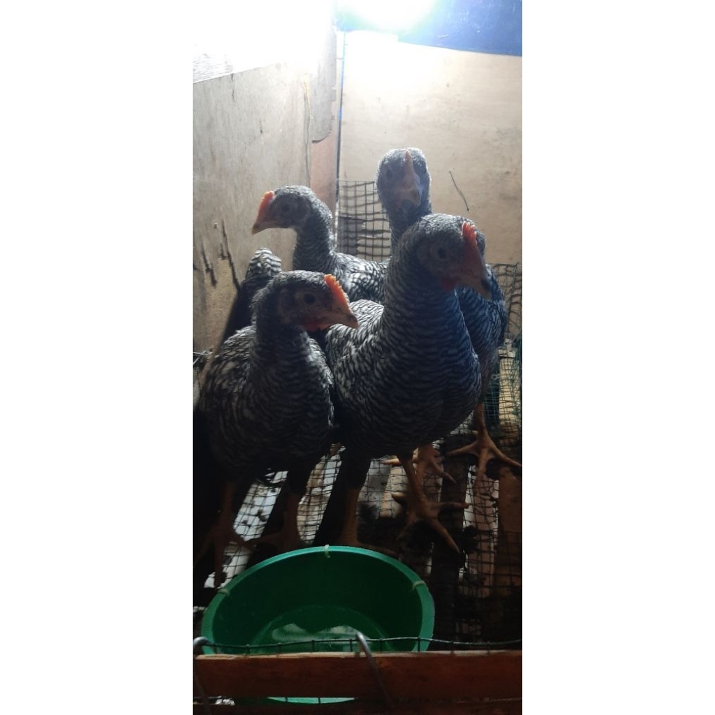 

ayam barred rock