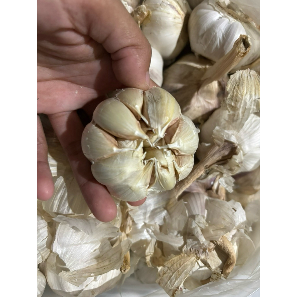 

Bawang Putih