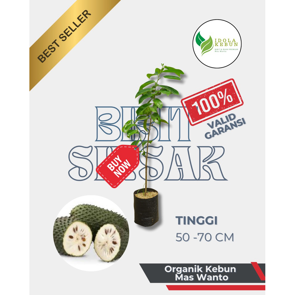 BIBIT BUAH SIRSAK VARIETAS MADU JUMBO-BIBIT BUAH SIRSAK-SIRSAK MADU-BIBIT SIRSAK SUPER UNGGUL