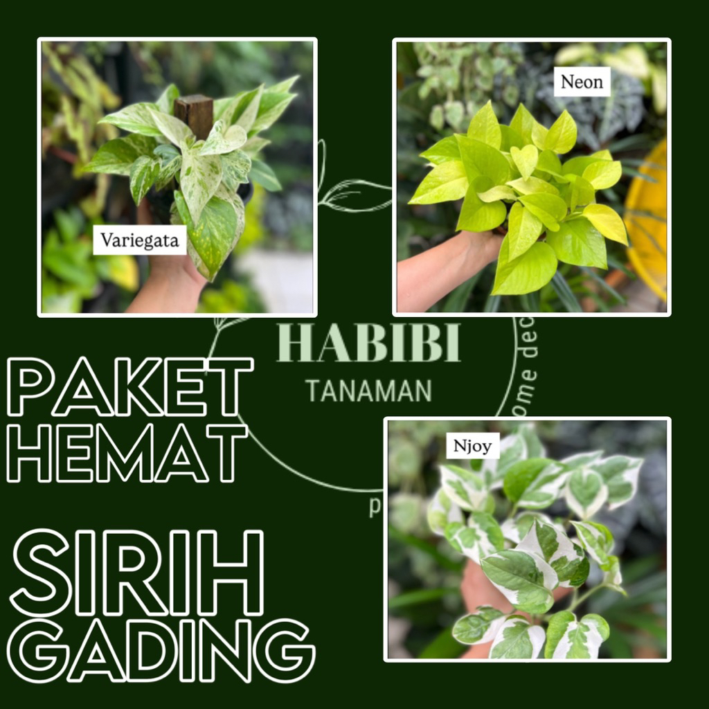 PROMO Paket Hemat Tanaman Hias Epipremnum,  dapat 3 tanaman sirihgading // epipremnum njoy, epipremn