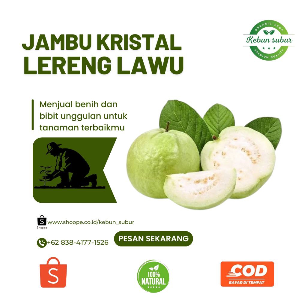 

KEBUN_SUBUR - Jambu Kristal Super Segar Berkualitas Lereng Lawu