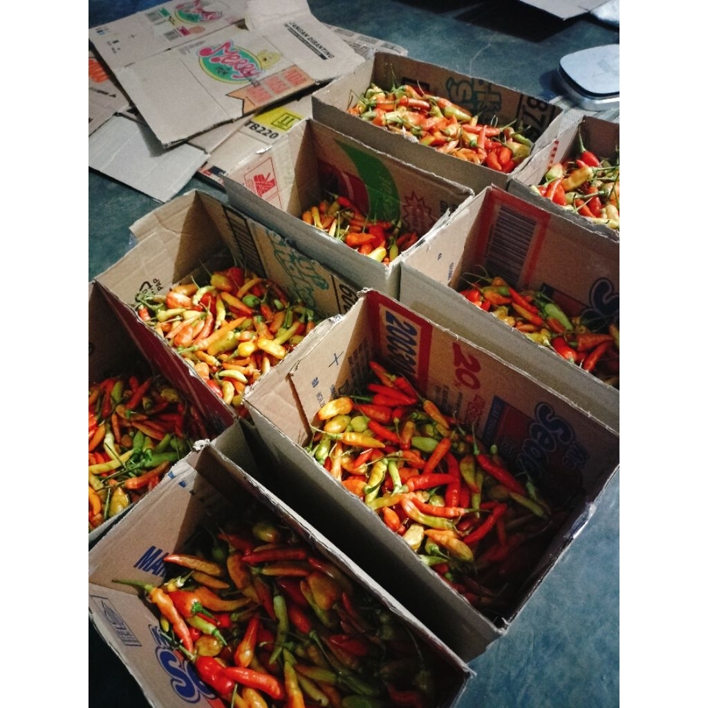 

Cabai rawit lombok cilik