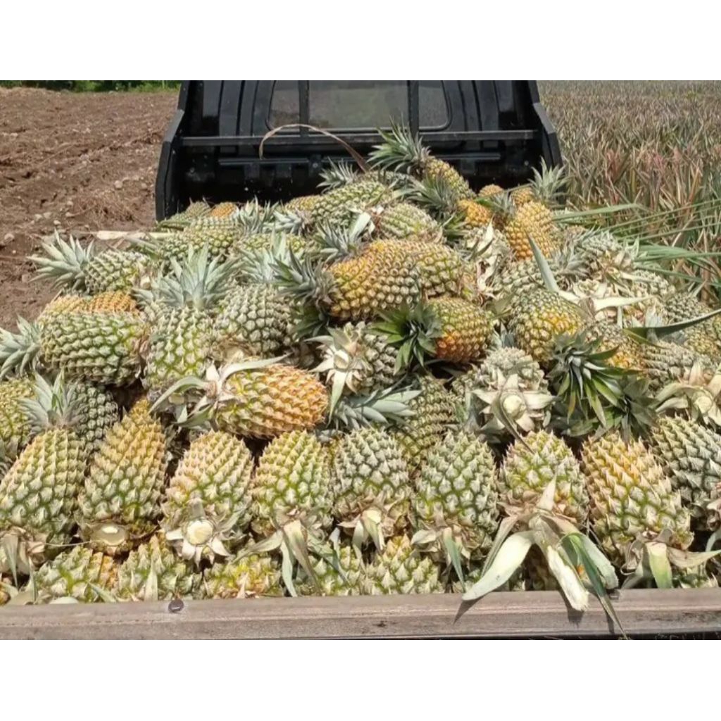 

nanas madu jumbo manis