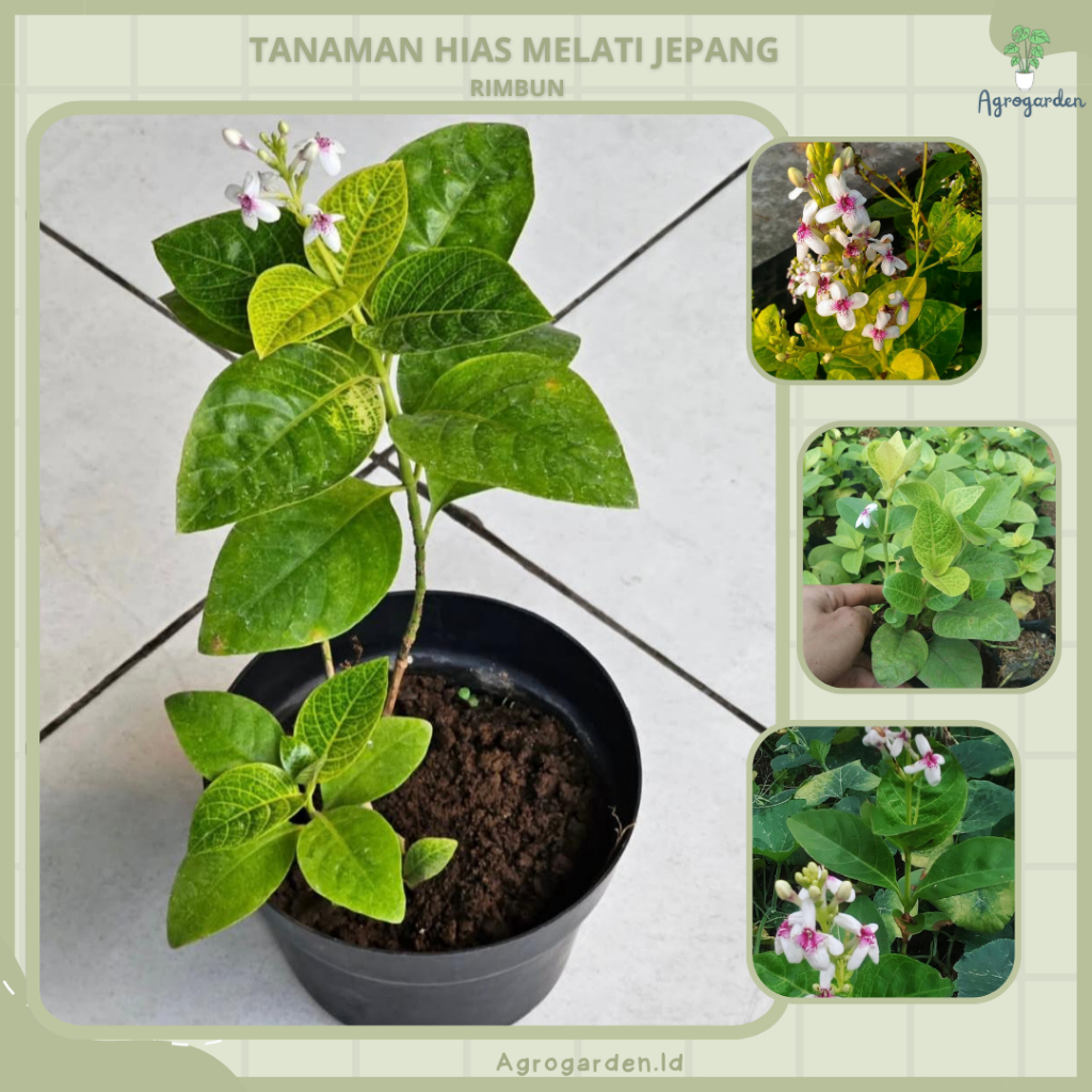 Tanaman Hias Bunga Melati jepang - melati wangi - Melati Jepang / Melati Jepang Taman (Siap Bunga) -