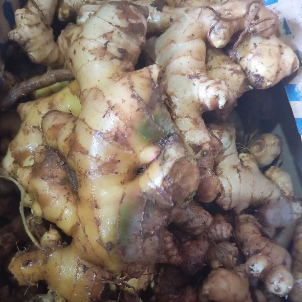 

JAHE GAJAH JAHE PUTIH JAHE REMPAH 1000 GR