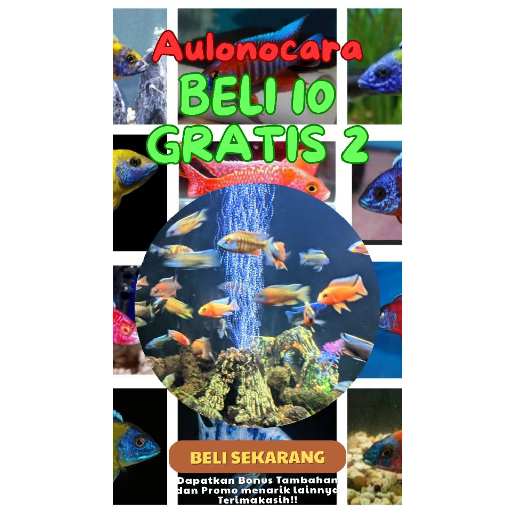 Cichlid African Aulonocara (Mix 10 Gratis 2 Request Jenis) Cichlid Aulonocara