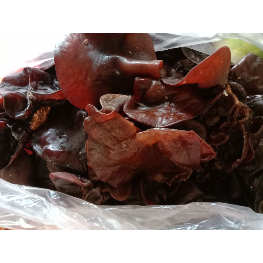 

jamur kuping fresh kemasan 250grm