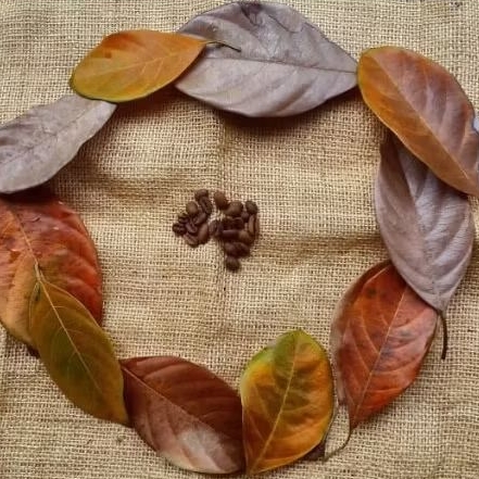 

Daun Nangka Kering/Daun Herbal /Daun Mozaik isi 50/Prakarya