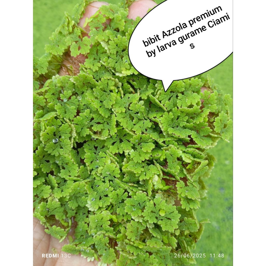 

Azzola segar berkualitas