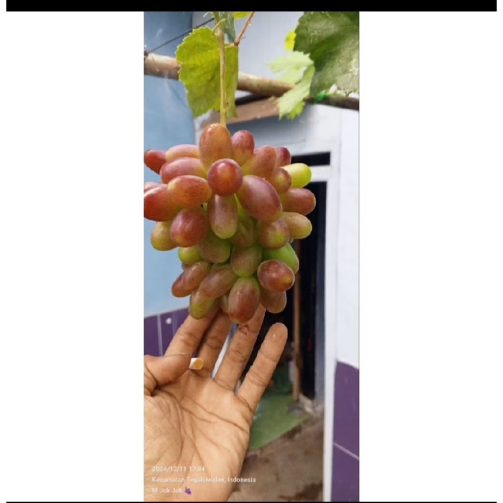 entres anggur import harga permatun. ,Jupiter lorano Portugis dream