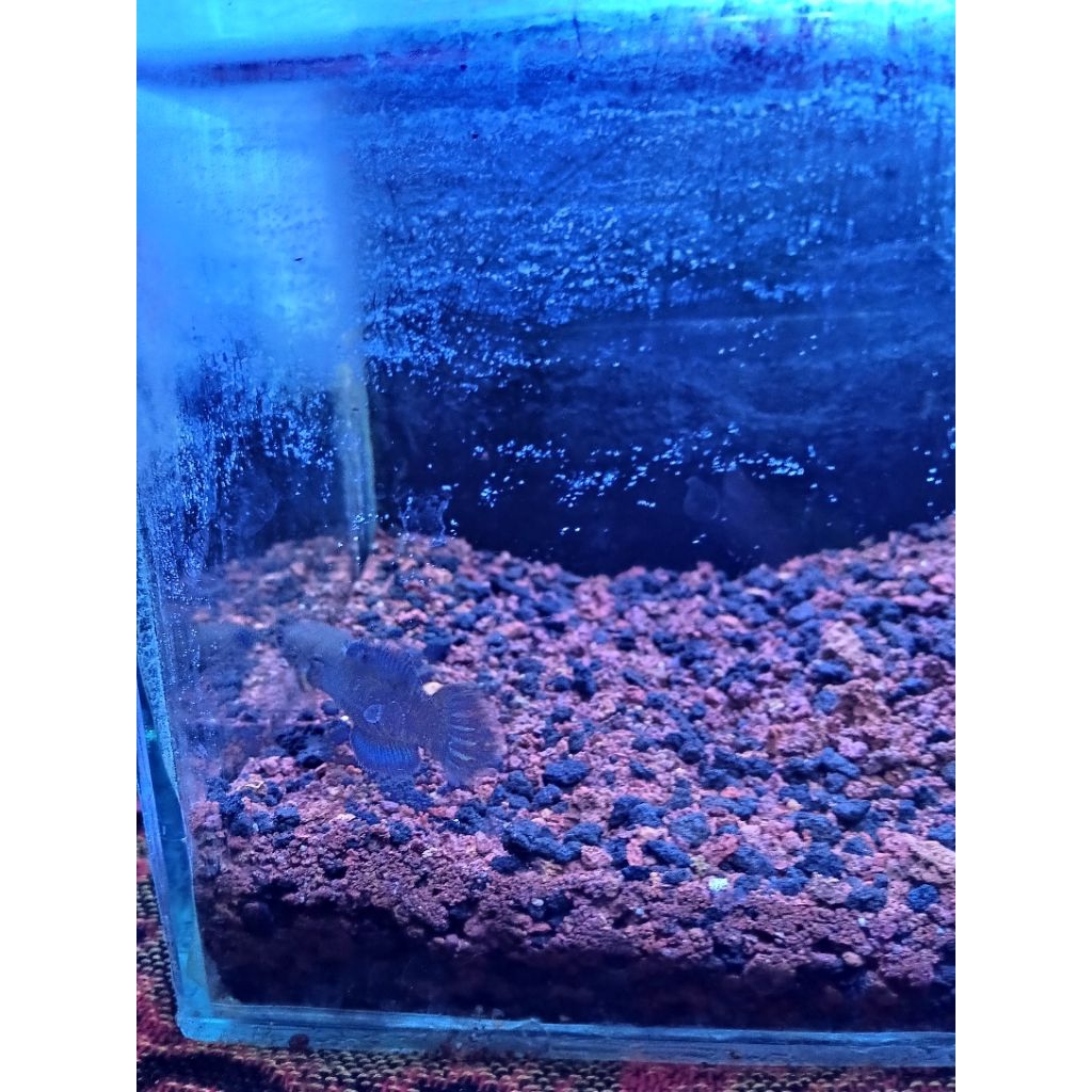 baby limbata cb,3-4cm