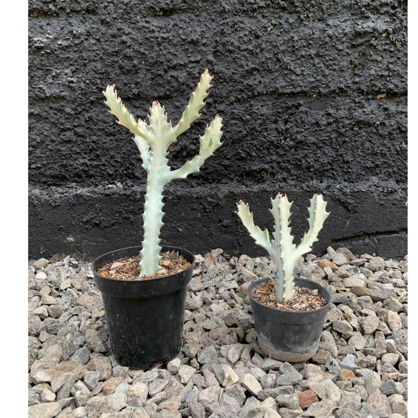 Euphorbia Lactea White Ghost - Pekaranganku