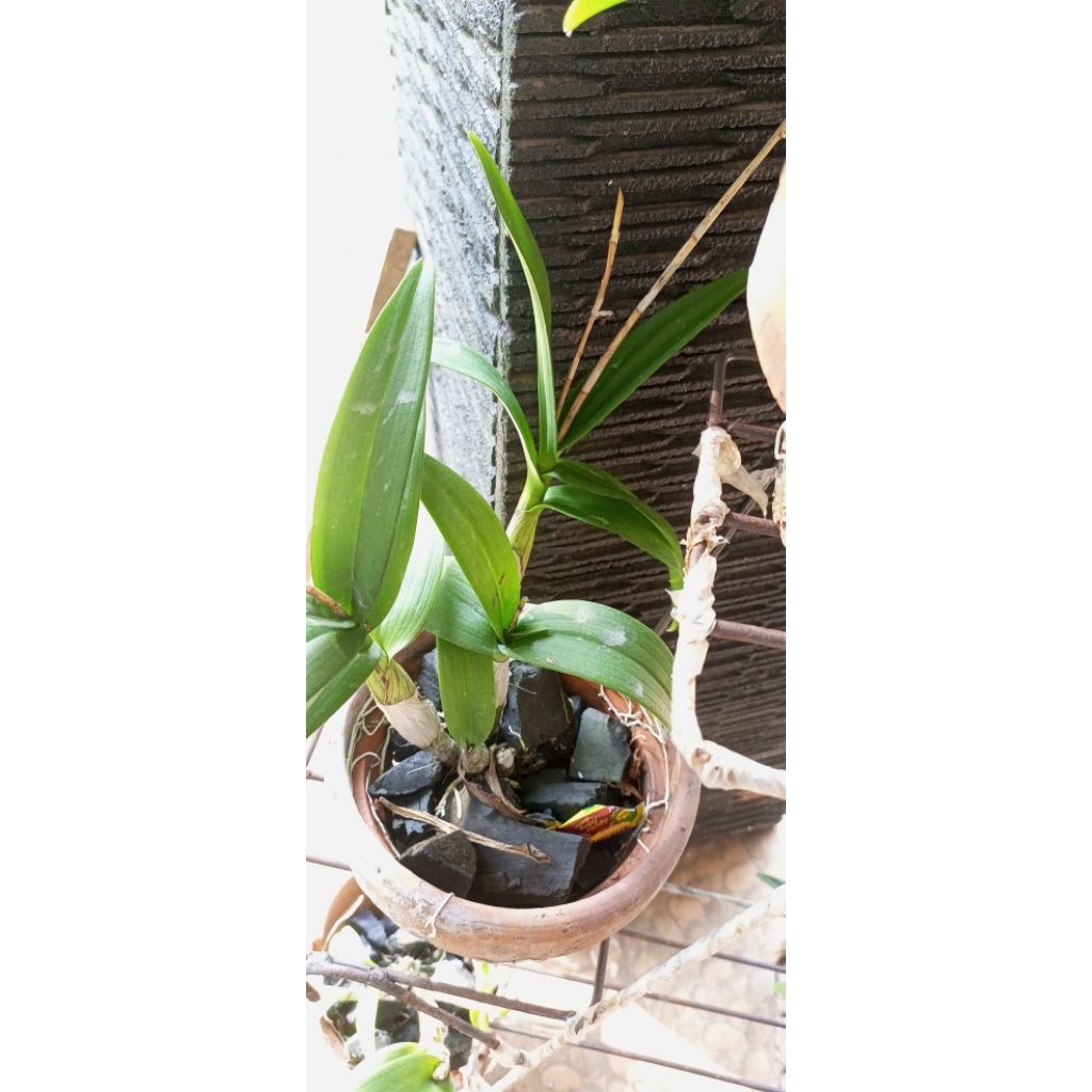 anggrek dendrobium siap berbunga