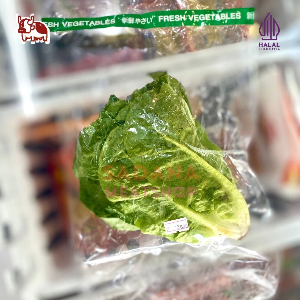 

Selada Romaine Segar – 100% Natural | Daun Crunchy untuk Salad & Sandwich