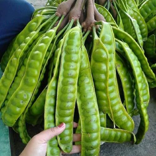 BIBIT TANAMAN PETAI UNGGUL