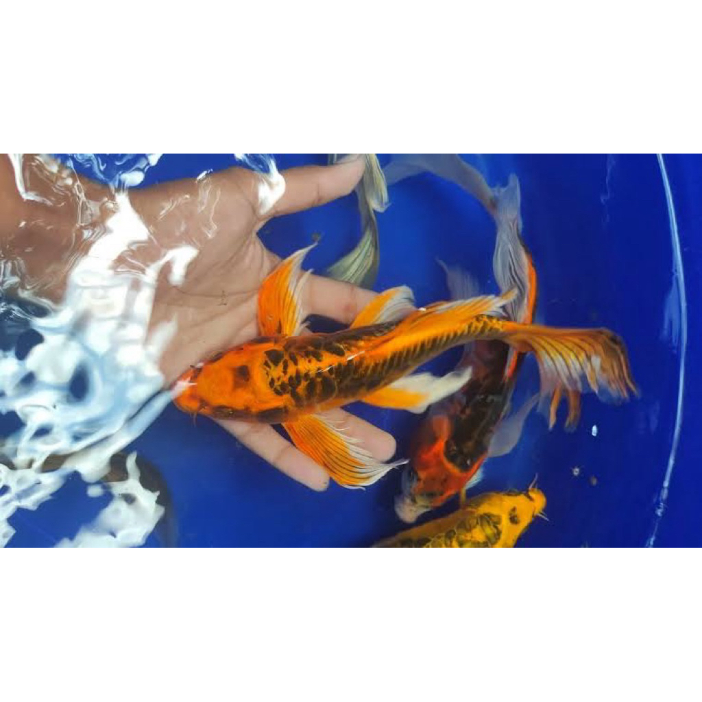 PAJANGAN AQUARIUM Koi Slayer Metalik - Koi Blitar size 17-20cm