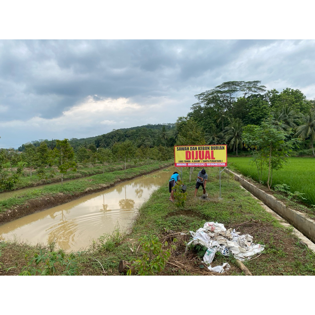BANJAR PATROMAN CIAMIS JAWA BARAT SAWAH KOLAM  DAN KEBUN DURIAN 285 BATA TINGGAL NUNGGU PANEN