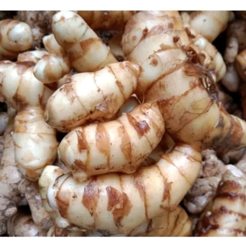 

Kunyit Putih Segar Fresh Langsung Petik 500 Gram