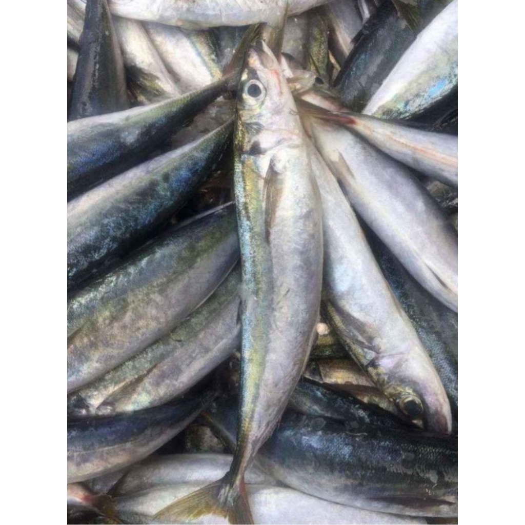 

ikan layang kecil 1 kg fress