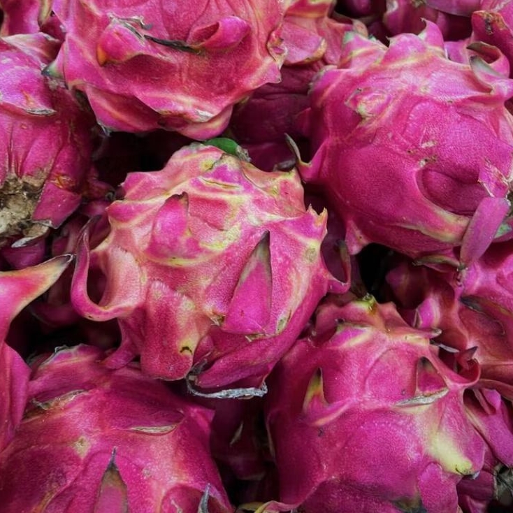 

INSTAN KOTA JAMBI Buah Naga 500gr-600gr