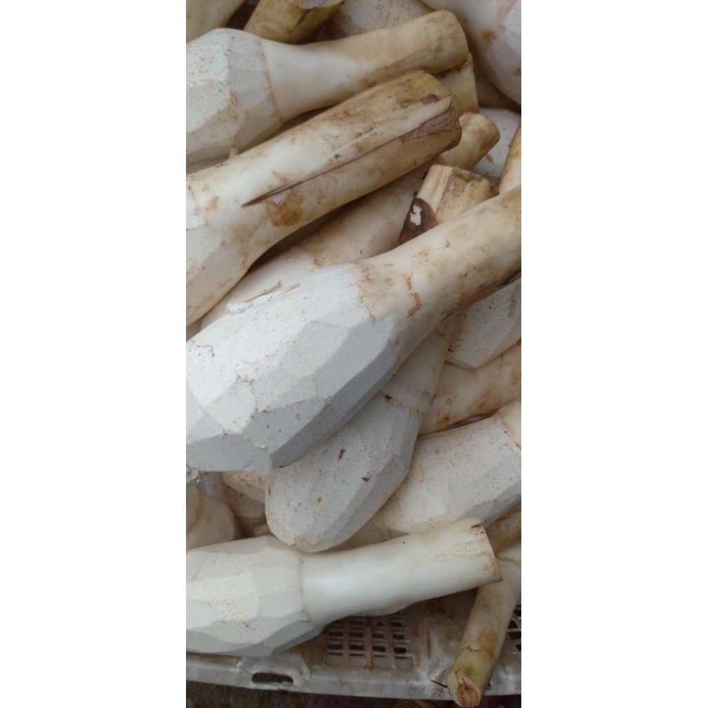 

Buah Bentul Bentol Talas kupas segar