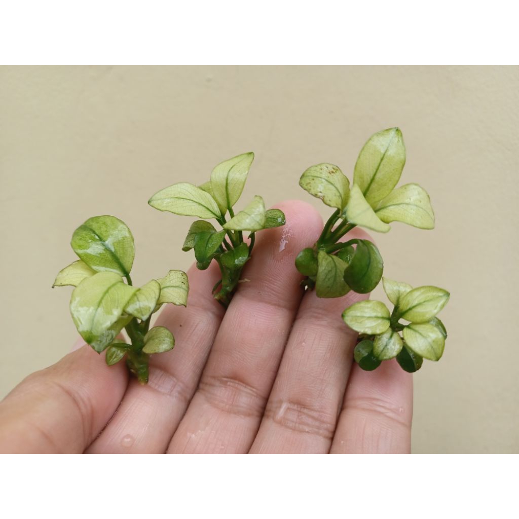 anubias panda white size anakan