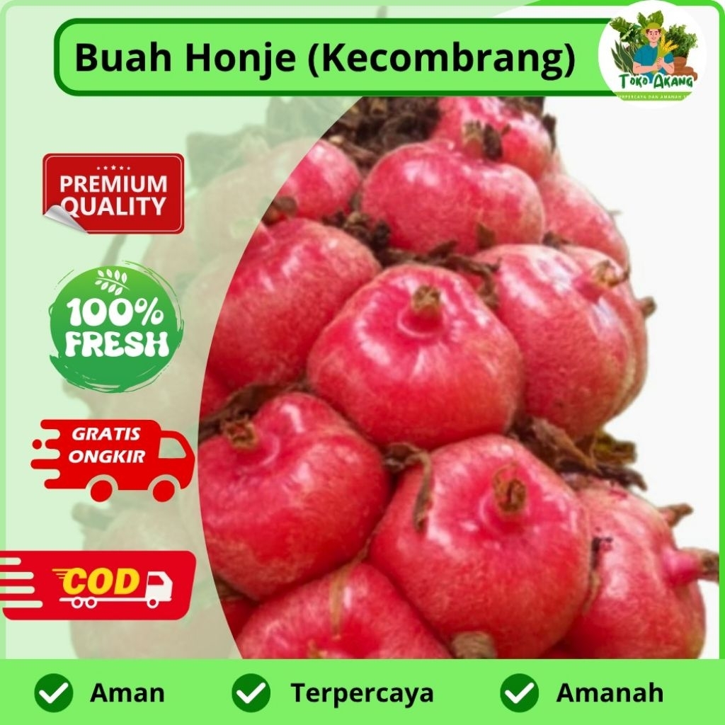 

Buah kecombrang buah honje laka murah per 1 kg