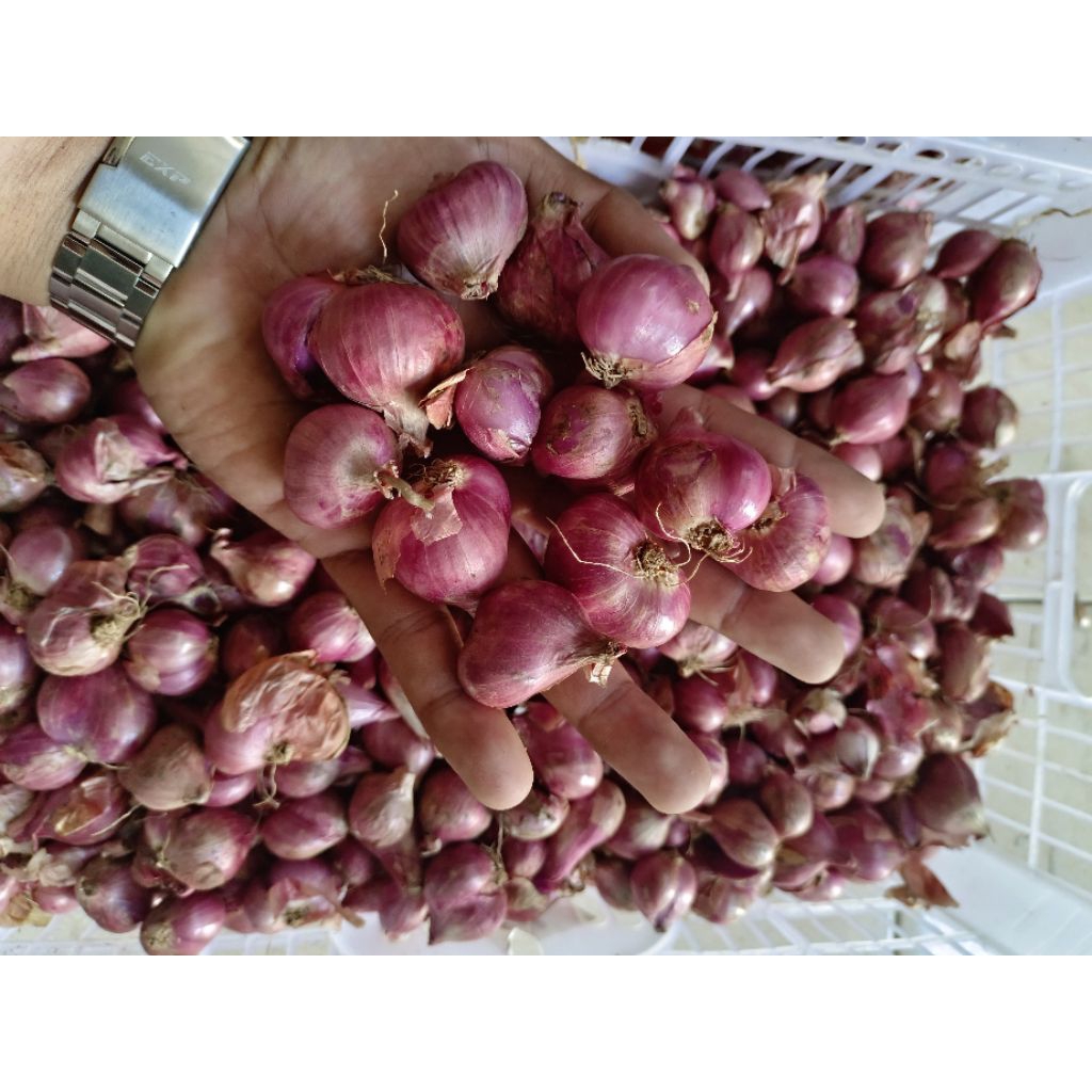 

BAWANG MERAH SITUBONDO BESAR
