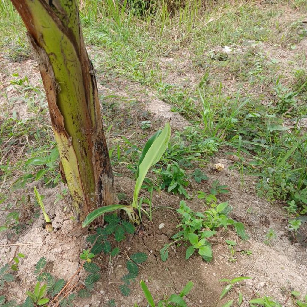 Bibit Pohon Pisang Barangan