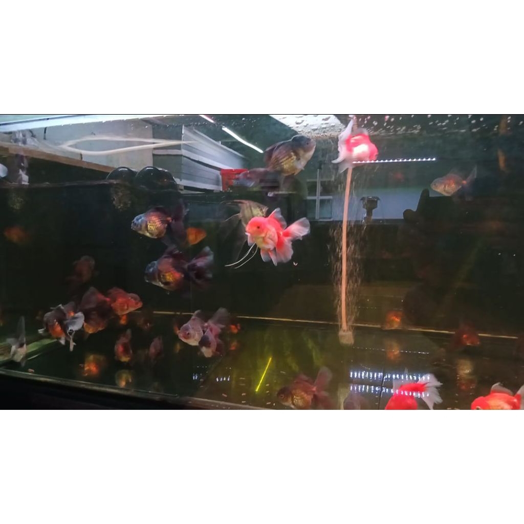 Ikan Koki oranda | koki oranda | oranda rosetail | koki oranda | ikan hias koki | ikan hias | goldfi