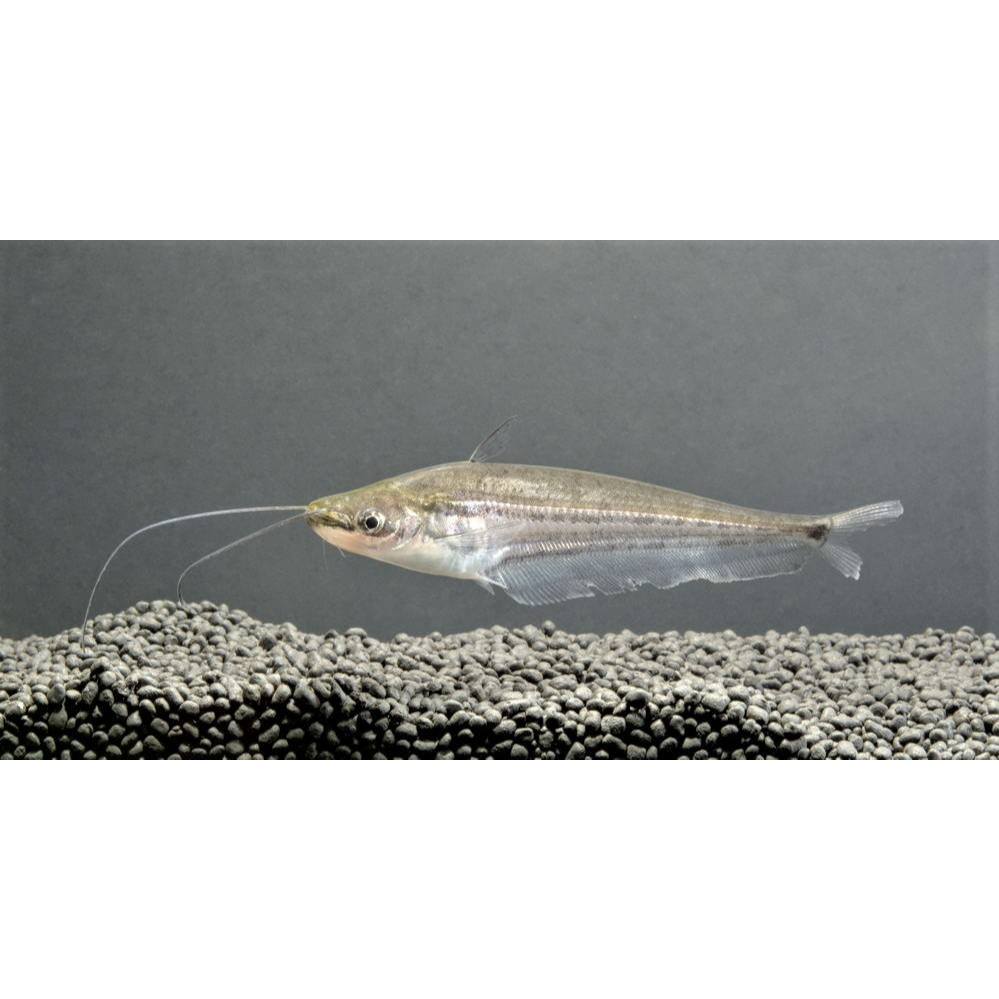 IKAN LAIS JENGGOT | IKAN HIAS AQUARIUM AIR TAWAR