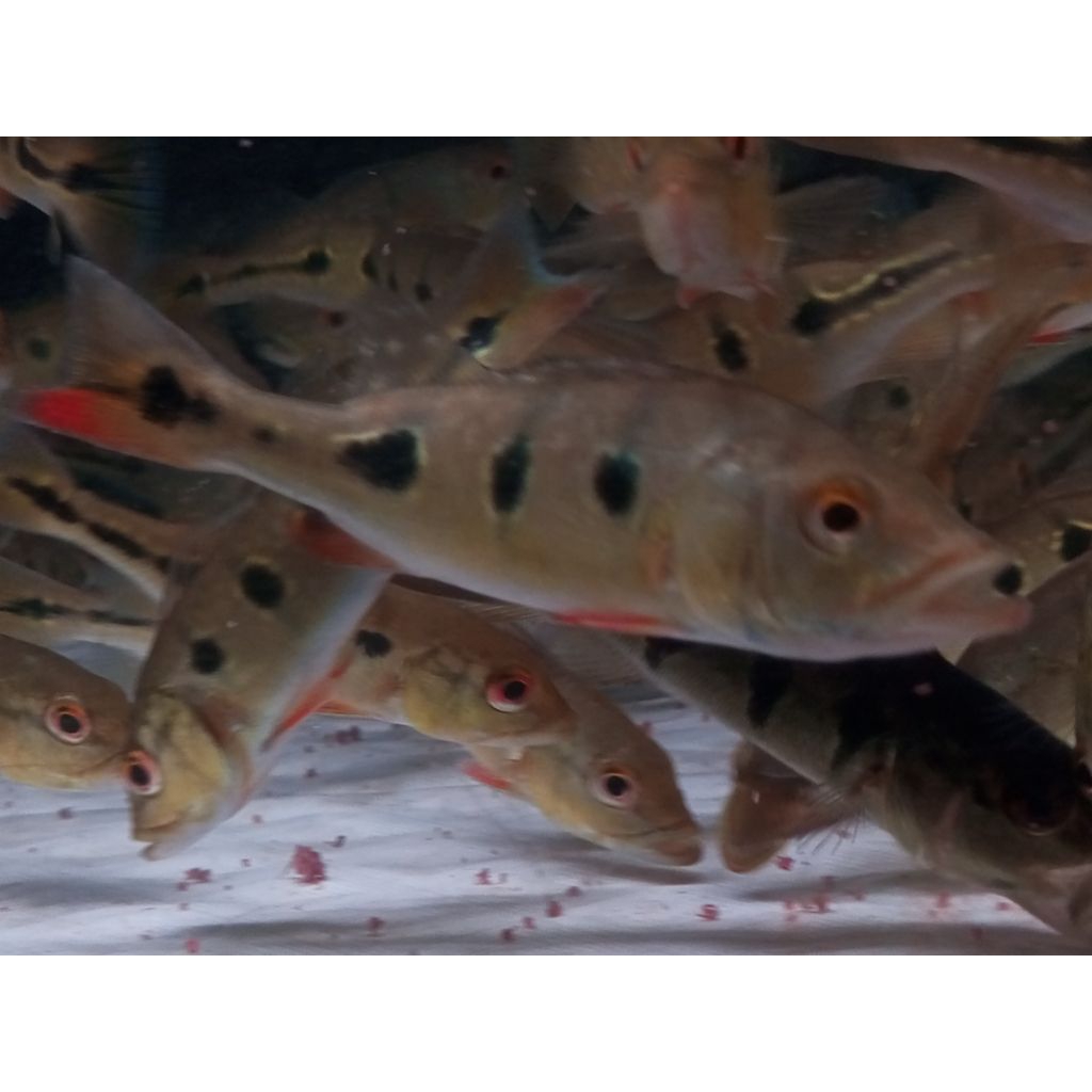 pbass brokopondo 8cm