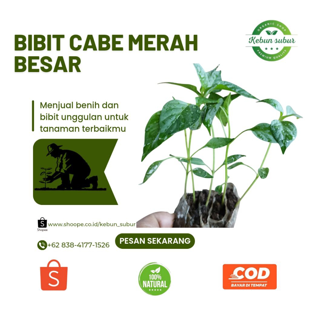 KEBUN_SUBUR - Bibit Cabe Merah BESAR Siap Tanam