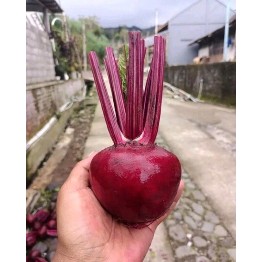 

Beetroot Bit Organik 500gr