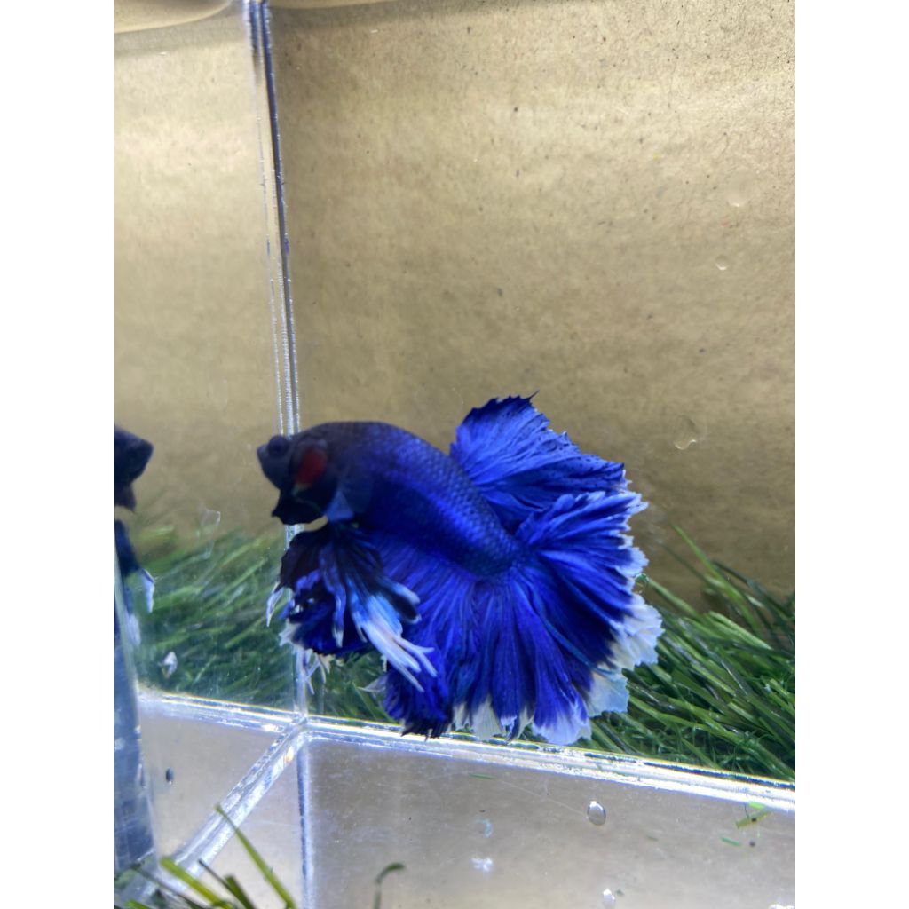 Cupang Krt/king rosetail/halfmoon