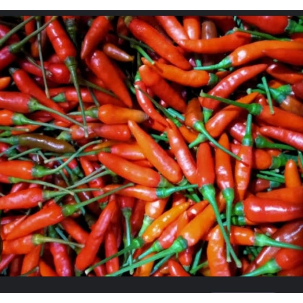 

Cabe rawit merah/cabe pedas 100 gr- 250 gr- Diansayurpandugo