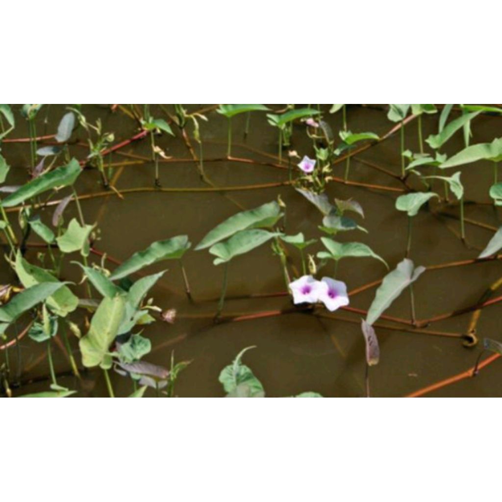 

kangkung merah / kangkung air (Water Spinach)Per 1Meter