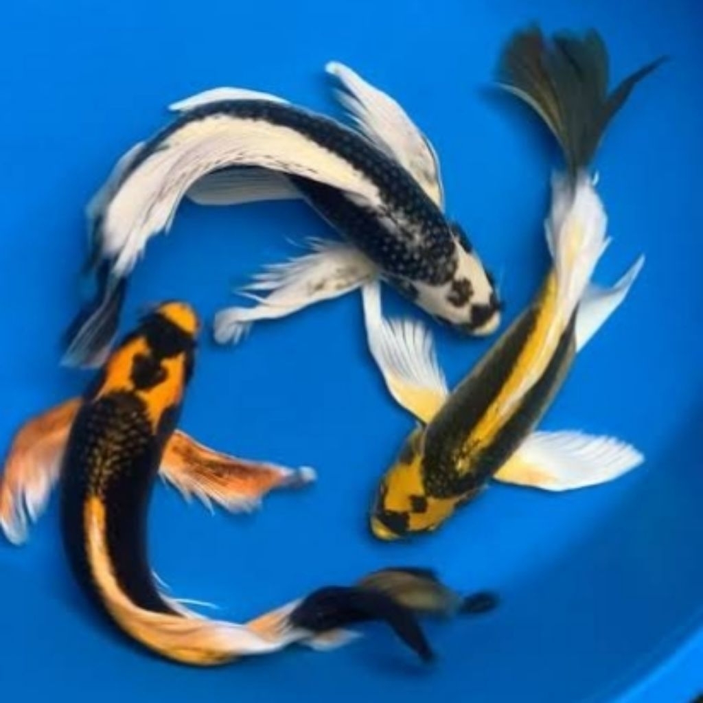 

bibit Kabuto sleyer ukuran 12-14 cm