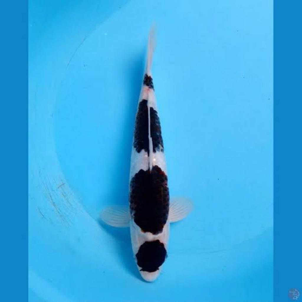 Ikan Koi Budo Goromo 28-30cm - Rare koi - Koi Blitar