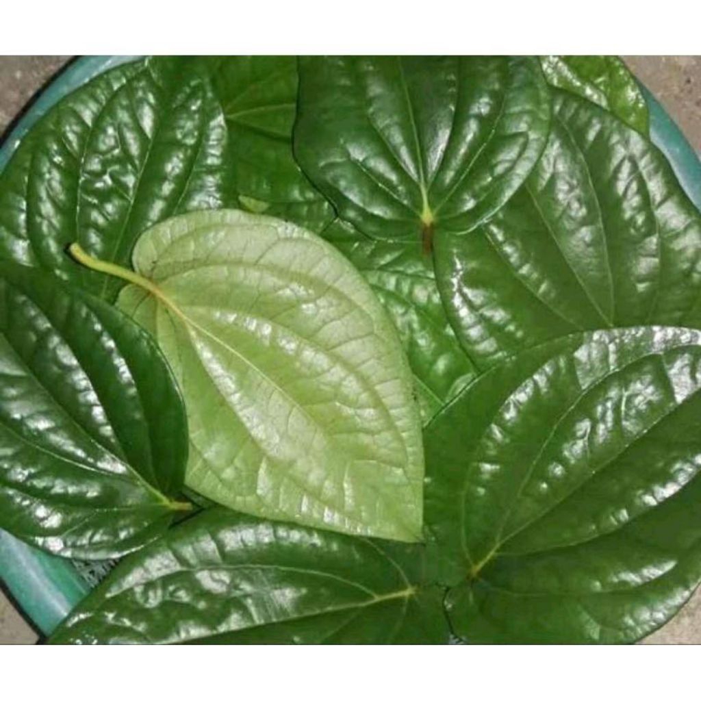 

Daun sirih hijau segar isi 100 lembar