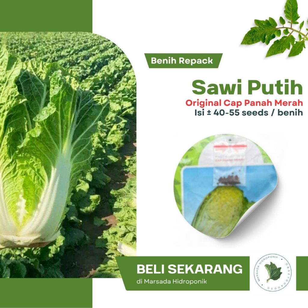 Benih Bibit Sawi Putih Slebor LEONY F1 / Sawi Kimchi Cap Panah Merah - Kemasan Repack