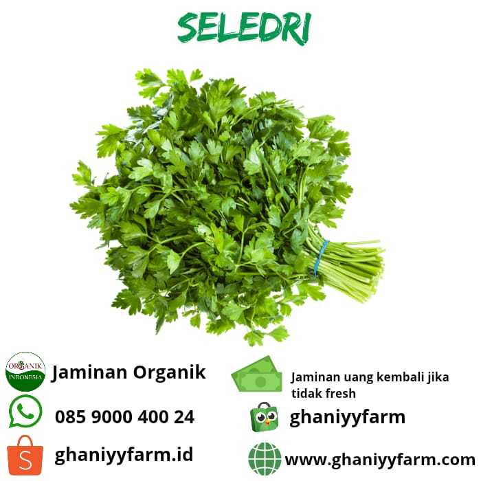 

Sayur Organik Seledri Organik 250 Gram