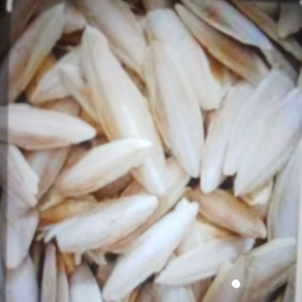 

STIKER TULANG SOTONG 28-30CM PER-KEPING