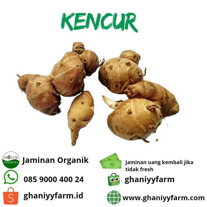 

Kencur Organik 100Gram
