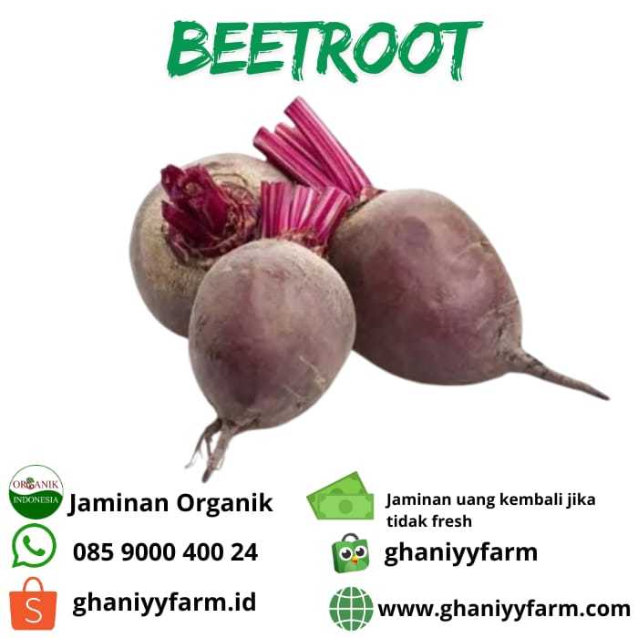 

Sayur Organik Bit Beetroot Organik 500 Gram